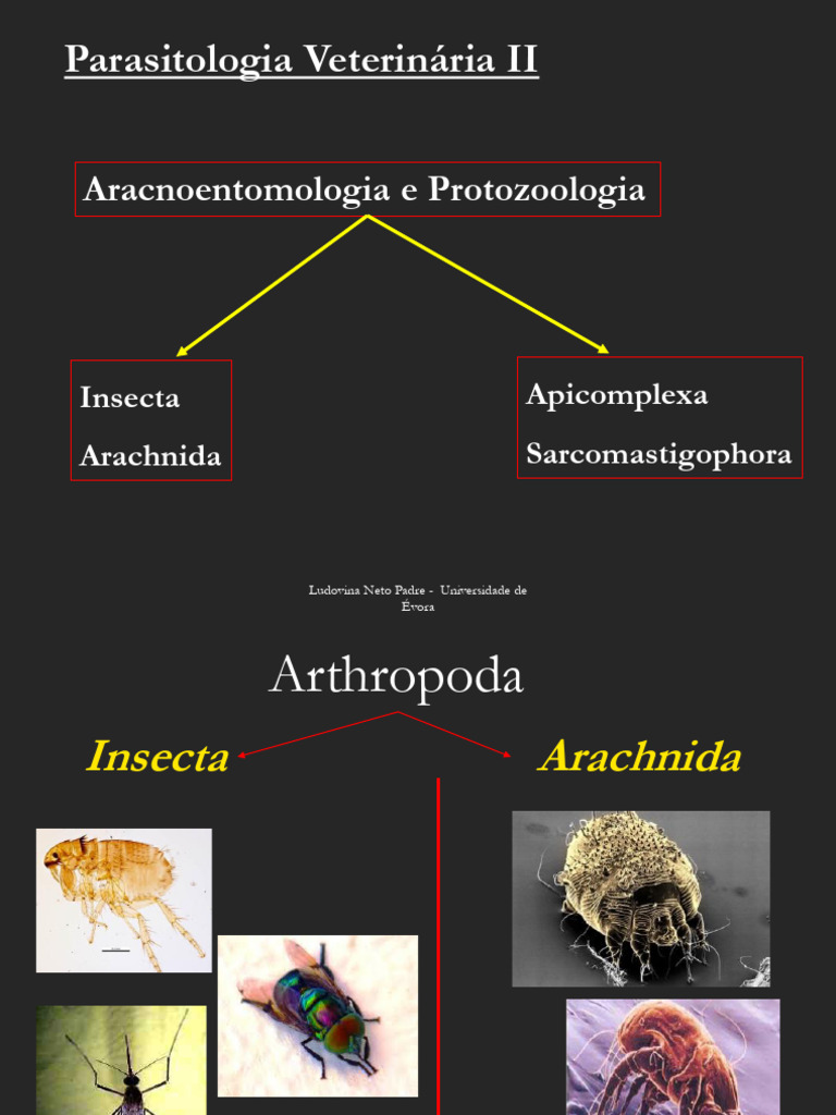 1 - Arthropoda 21-22 | PDF
