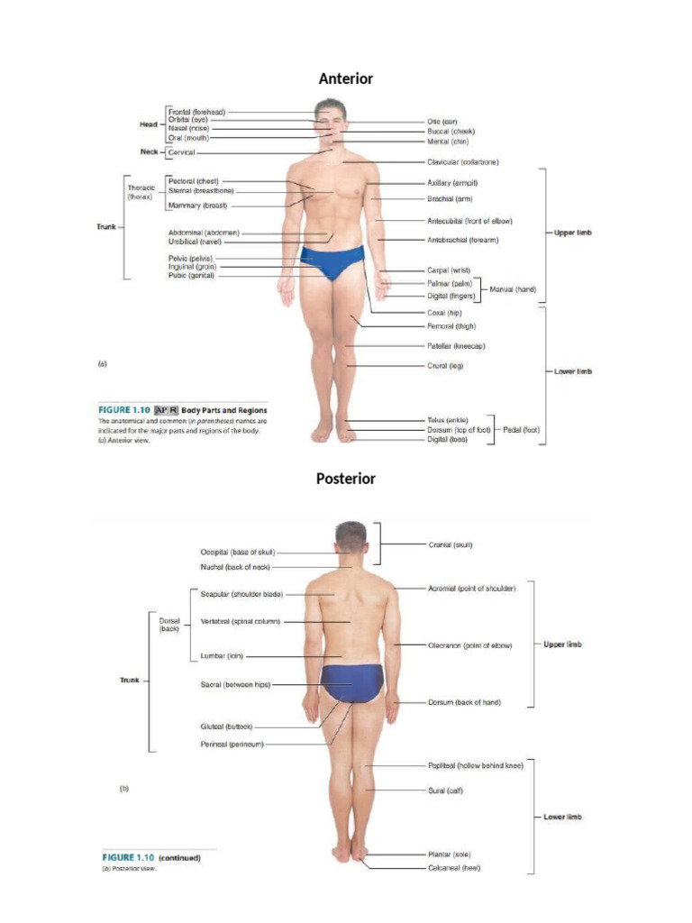 Drawing Assignment Human Body | PDF