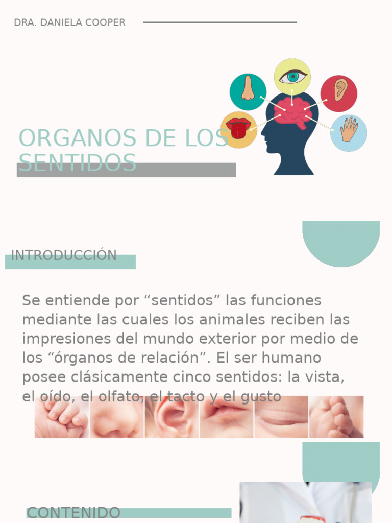 Organos de Los Sentidos Vision | PDF