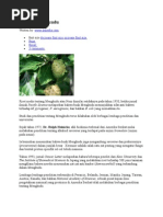 Download Khasiat Mengkudu by Helitha FitRia SN77208026 doc pdf