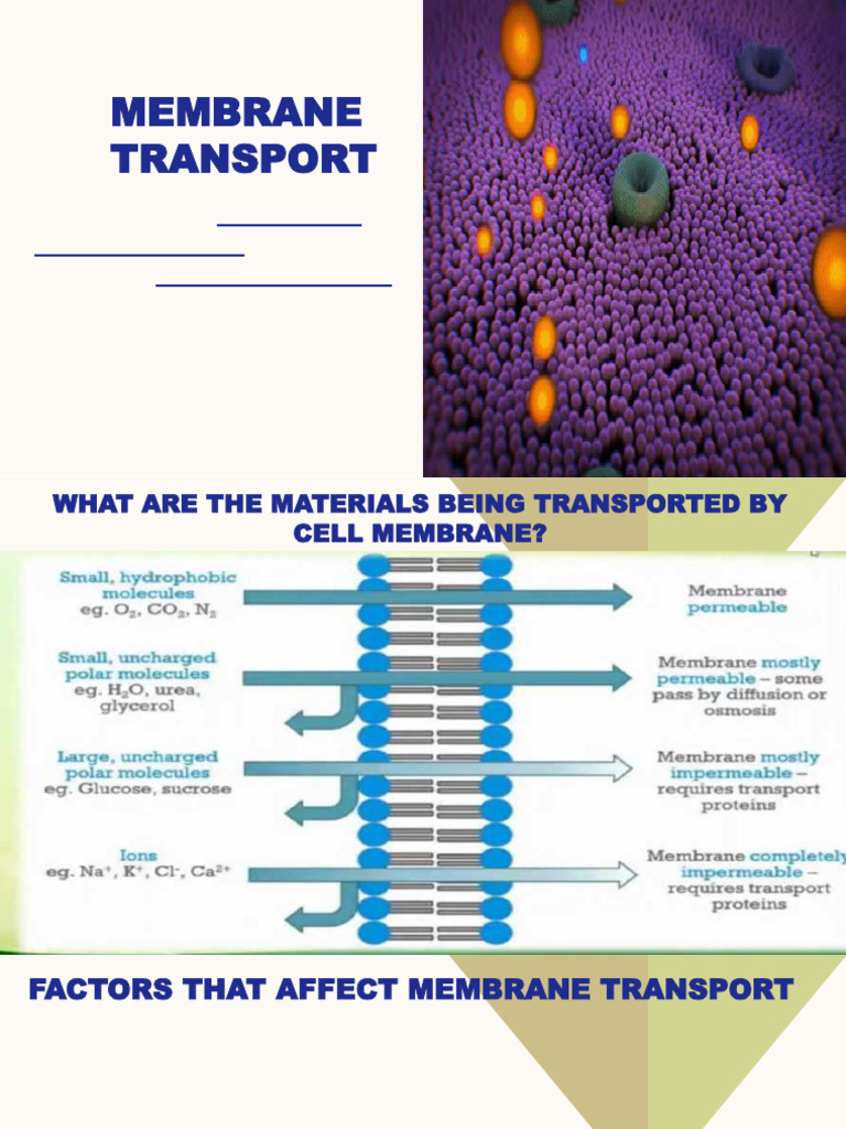 Membrane Transport | PDF