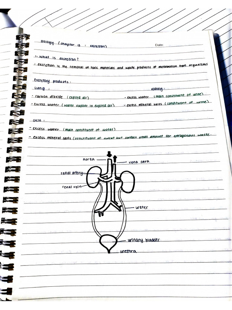Excretion Pdf