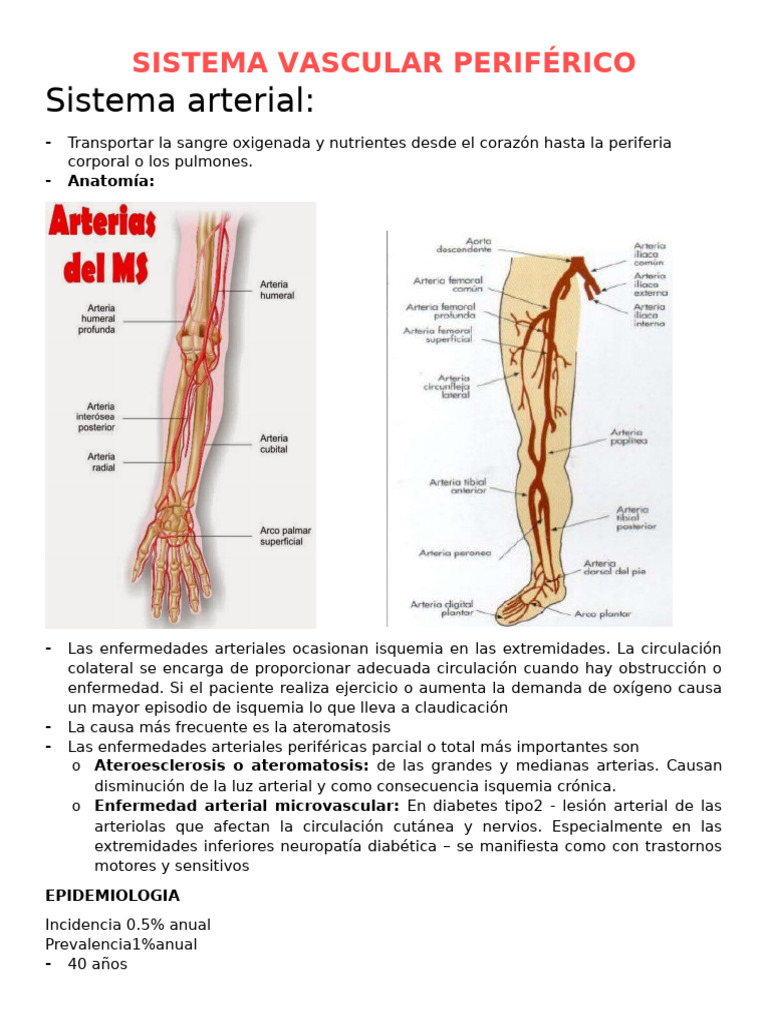 Sistema Vascular Periférico | PDF