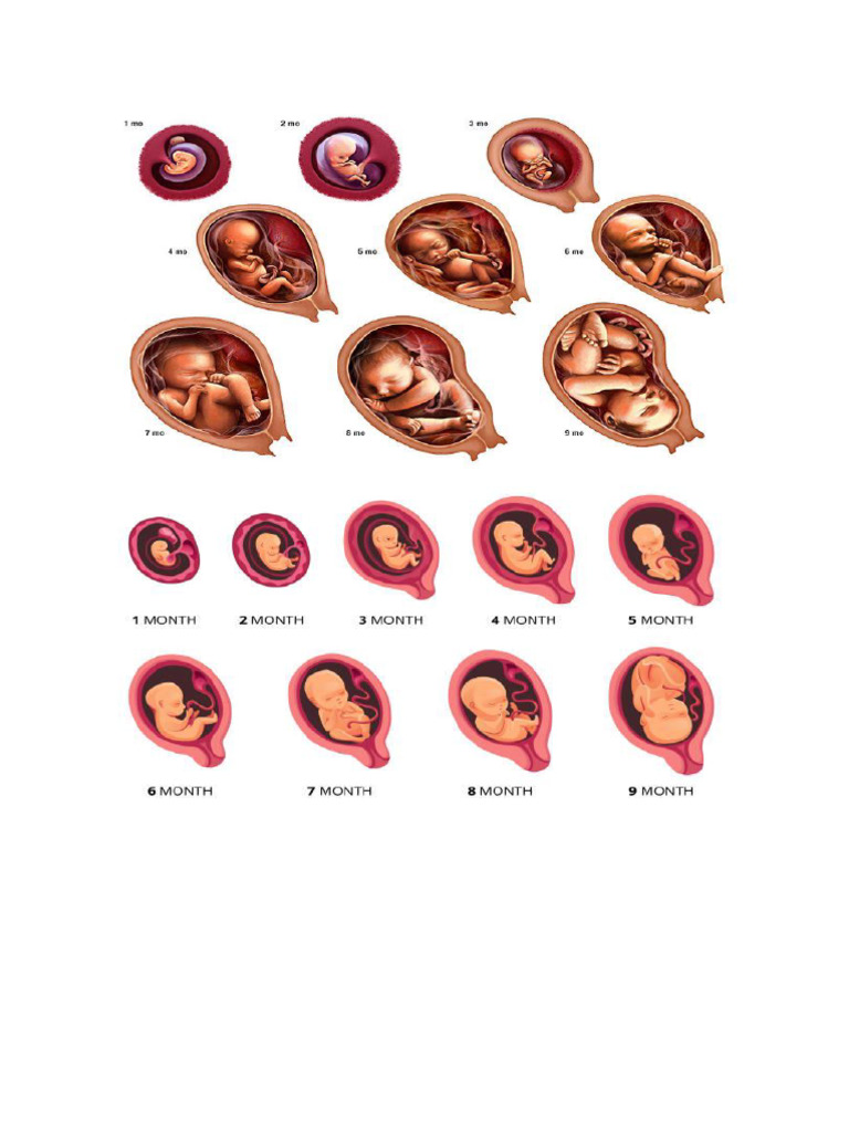 Fetus | PDF