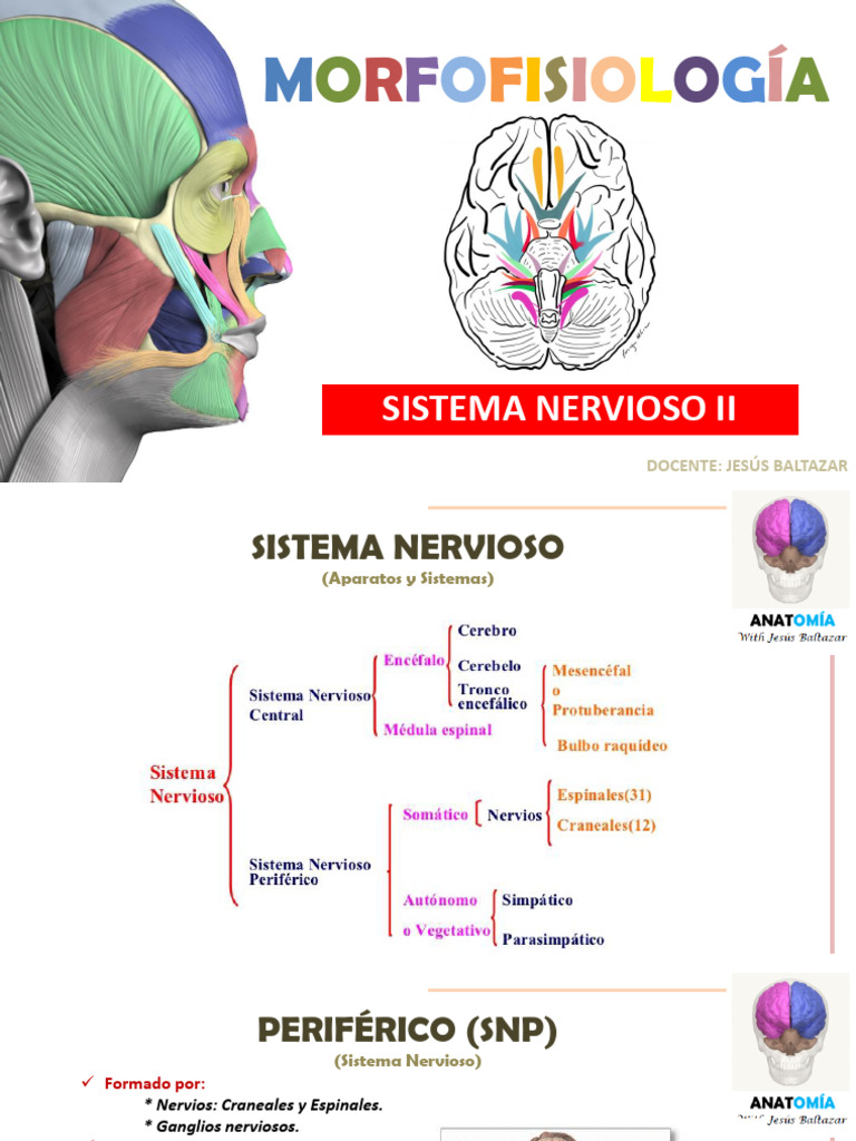 Sistema Nervioso Ii Baltazar Pdf