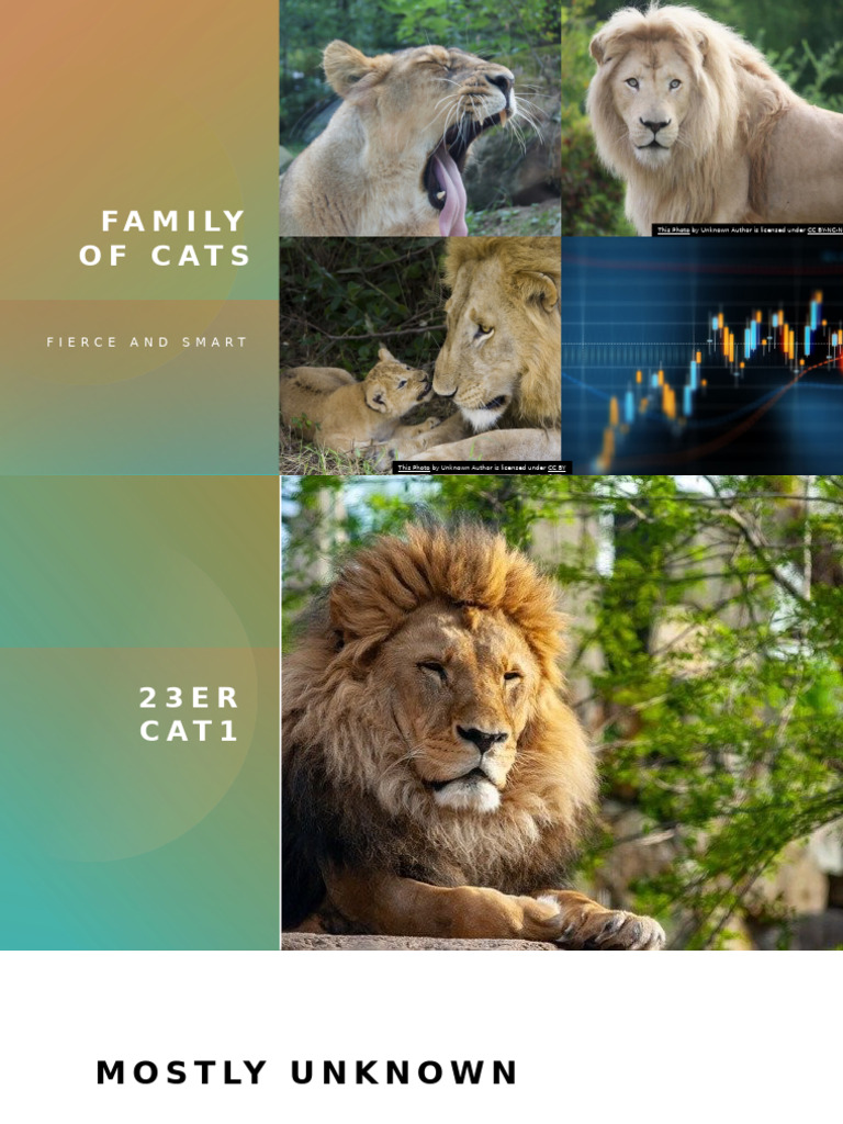 FAMILY OF CATS | PDF