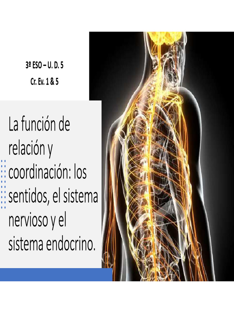 Presentación_Interacción - Los sentidos y el sistema nervioso | PDF