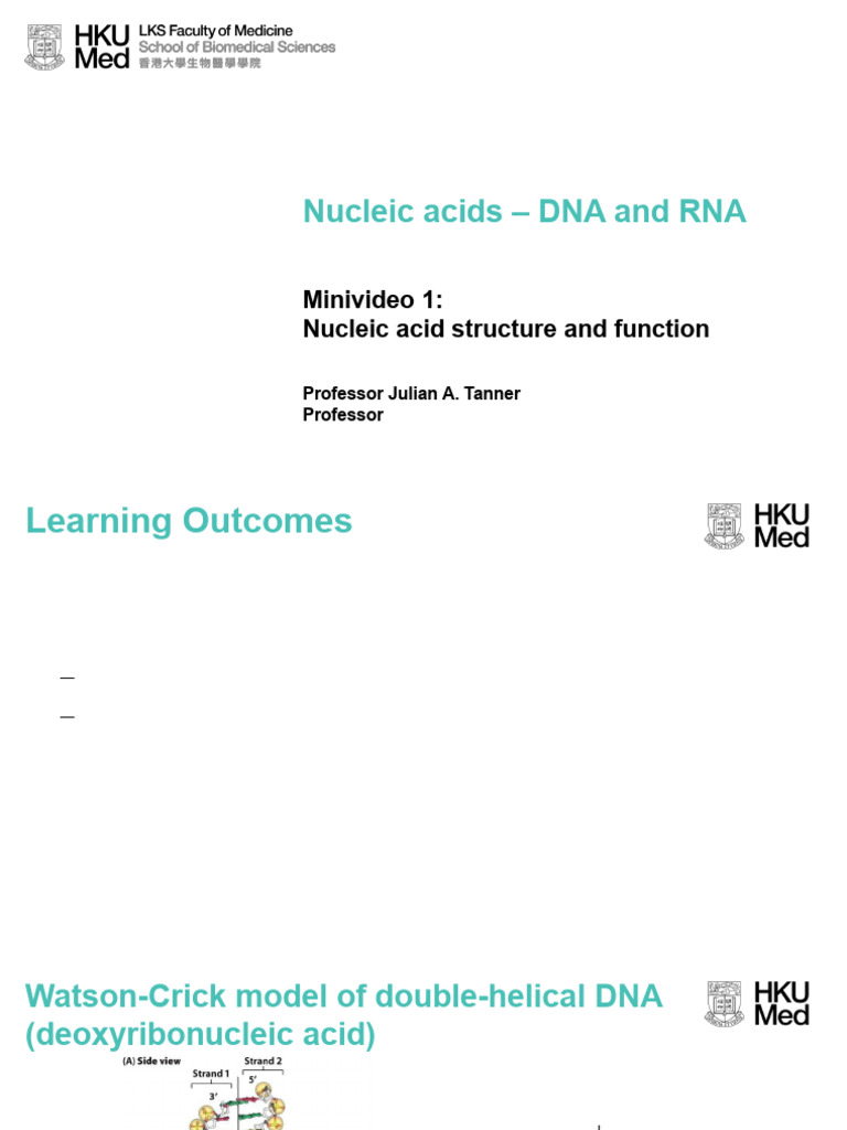 IAS03 Nucleic Acids - DNA and RNA | PDF