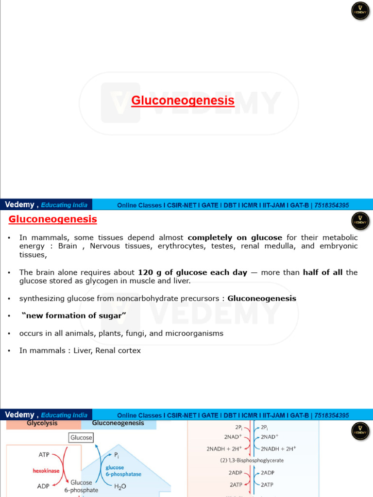 Gluconeogenesis and Glycogen Metabolism | PDF | Glycolysis | Glycogen