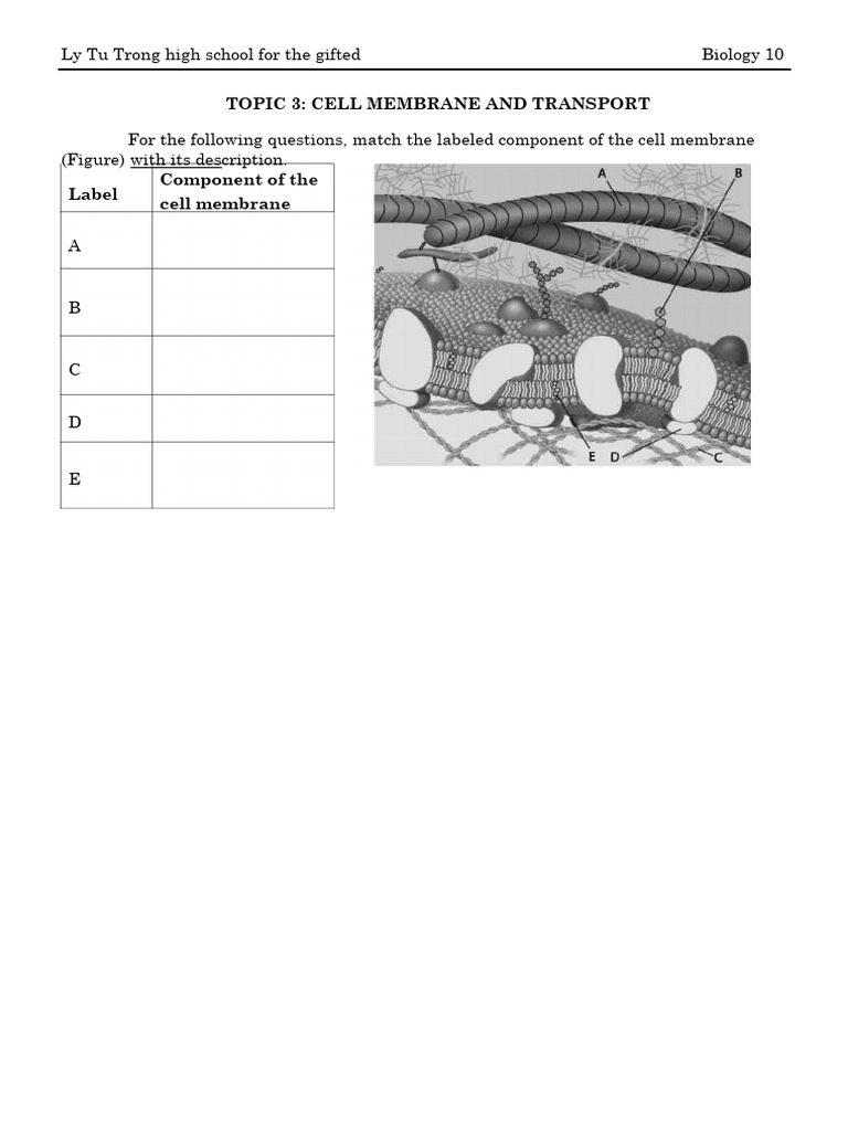 CHAPTER 3 Cell Membrane and Transport-Hoai | PDF