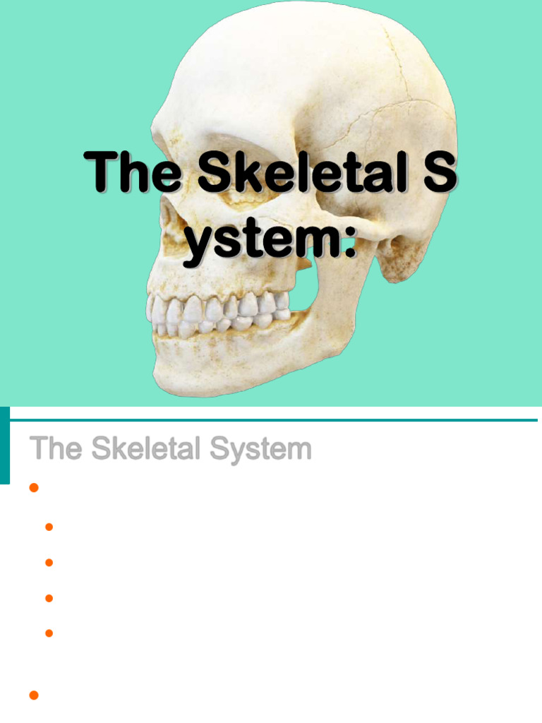 Skeletal System | PDF | Skeleton | Musculoskeletal System