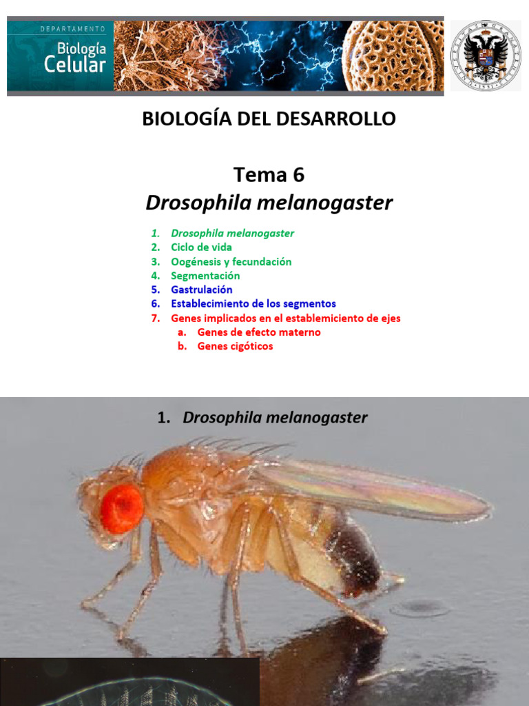 Tema - 6 - Drosophila 2324 | PDF