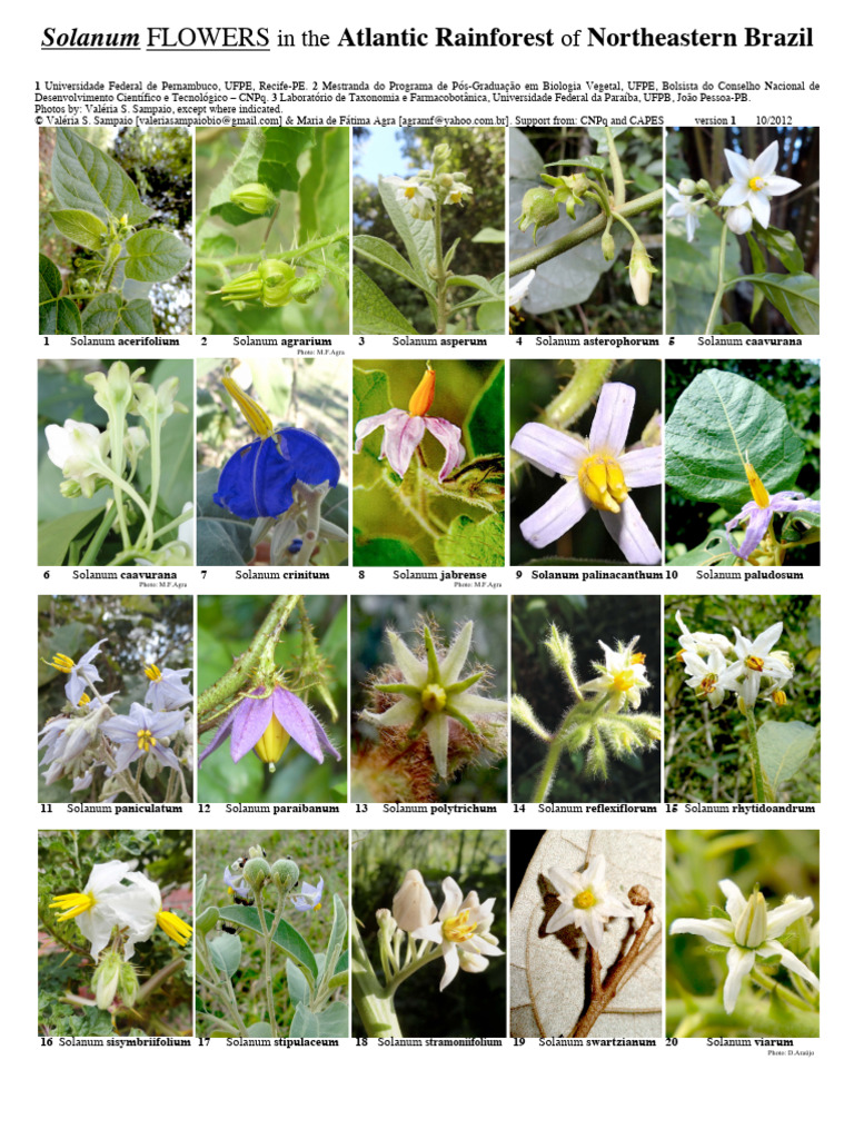 Flowers: Solanum | PDF