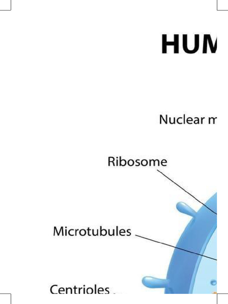 HUMAN CELL ANATOMY PARTS AND FUNCTIONS visual data 3