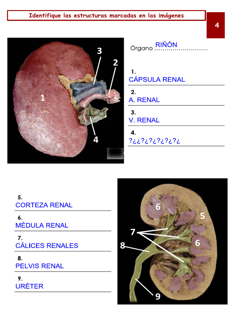 Estructura Del Riñón | PDF