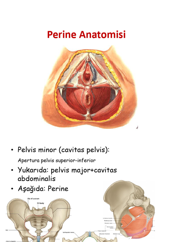 Perine Anatomisi | PDF