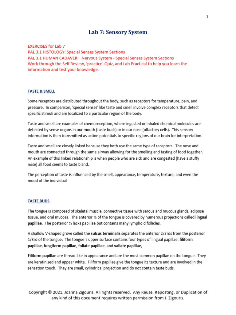 Lab 7 - Sensory System Study Guide | PDF