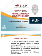 Ayuda Didactica 4 Neuroanatomia Sistema Limbico