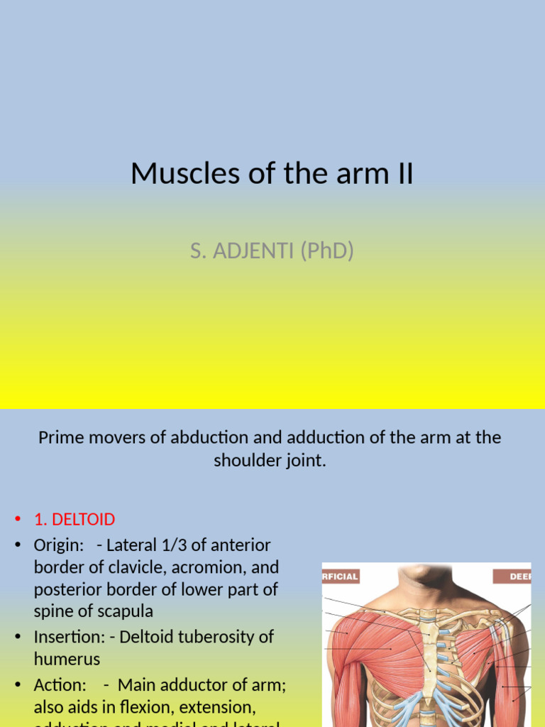 Muscles of the arm ii cu pa 2018 pdf