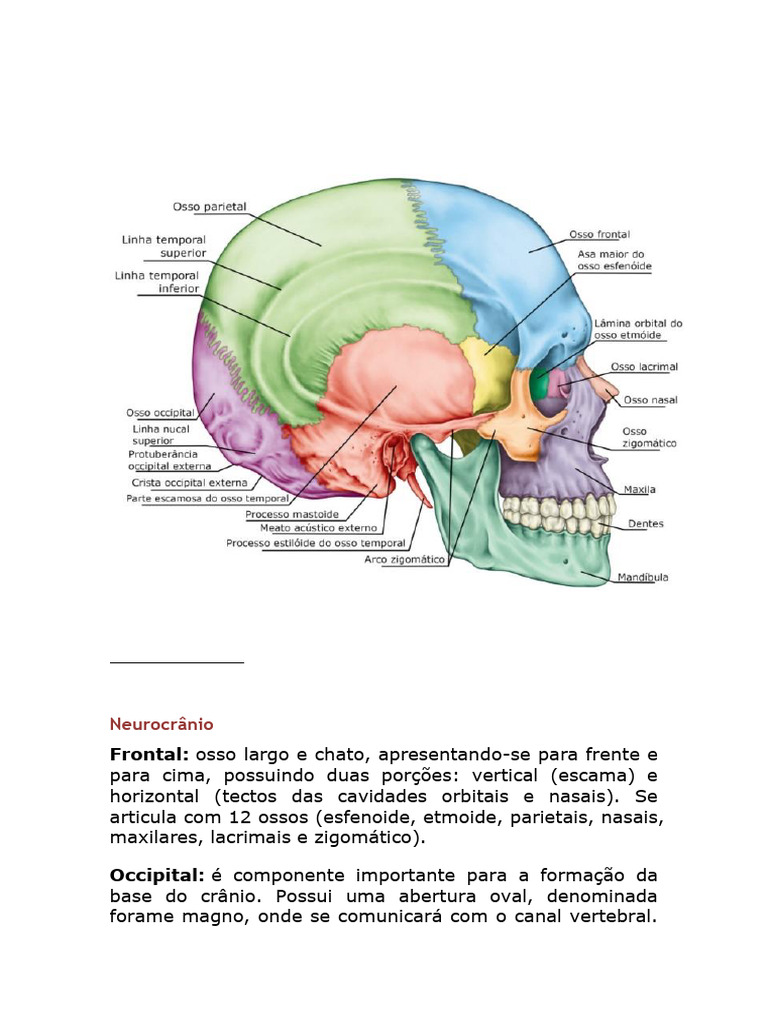 Crânio | PDF