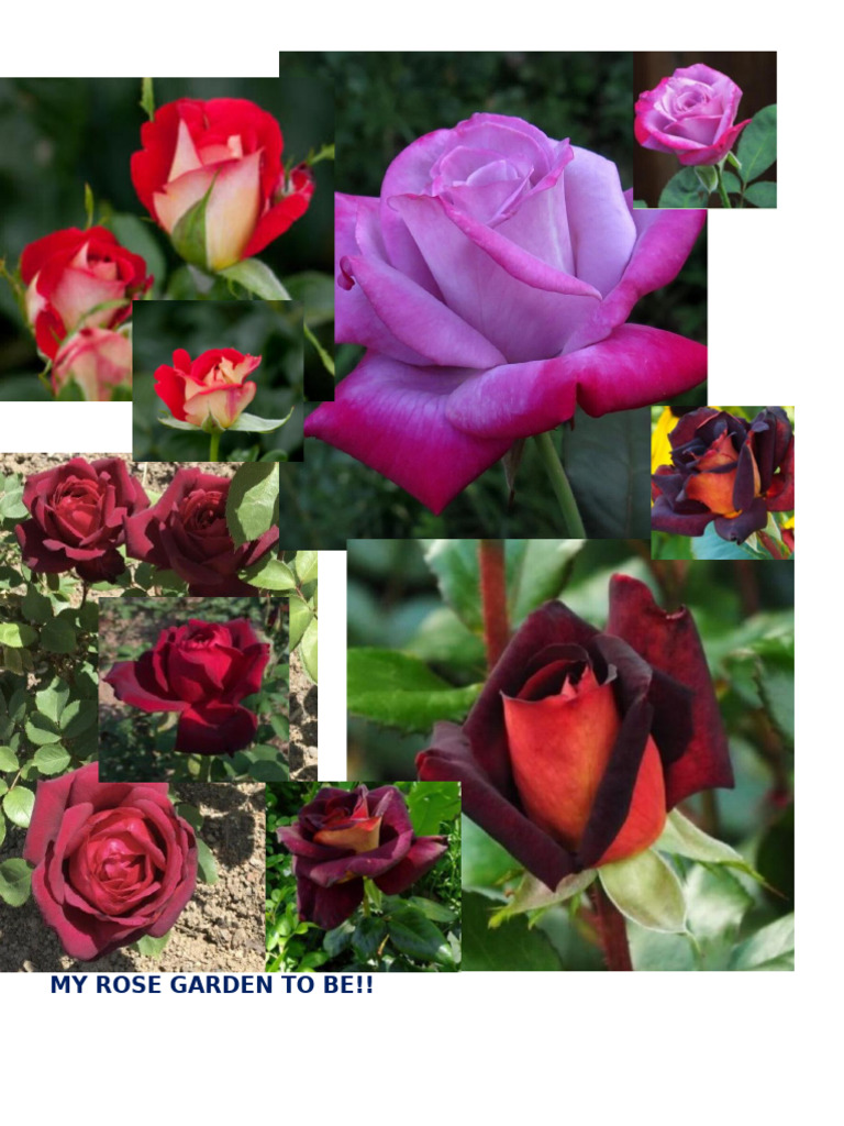 Rose Garden | PDF