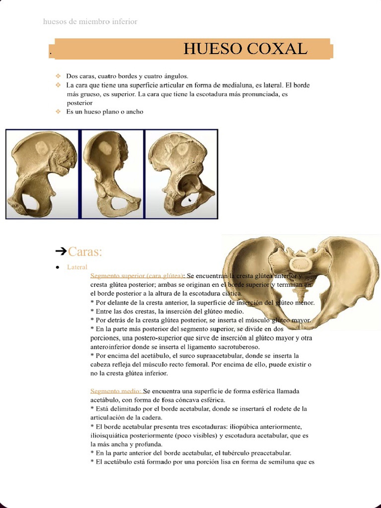 Huesos Anato | PDF