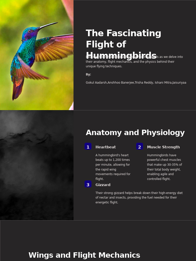 Hummingbird Flight Mechanics | PDF | Flight | Science & Mathematics