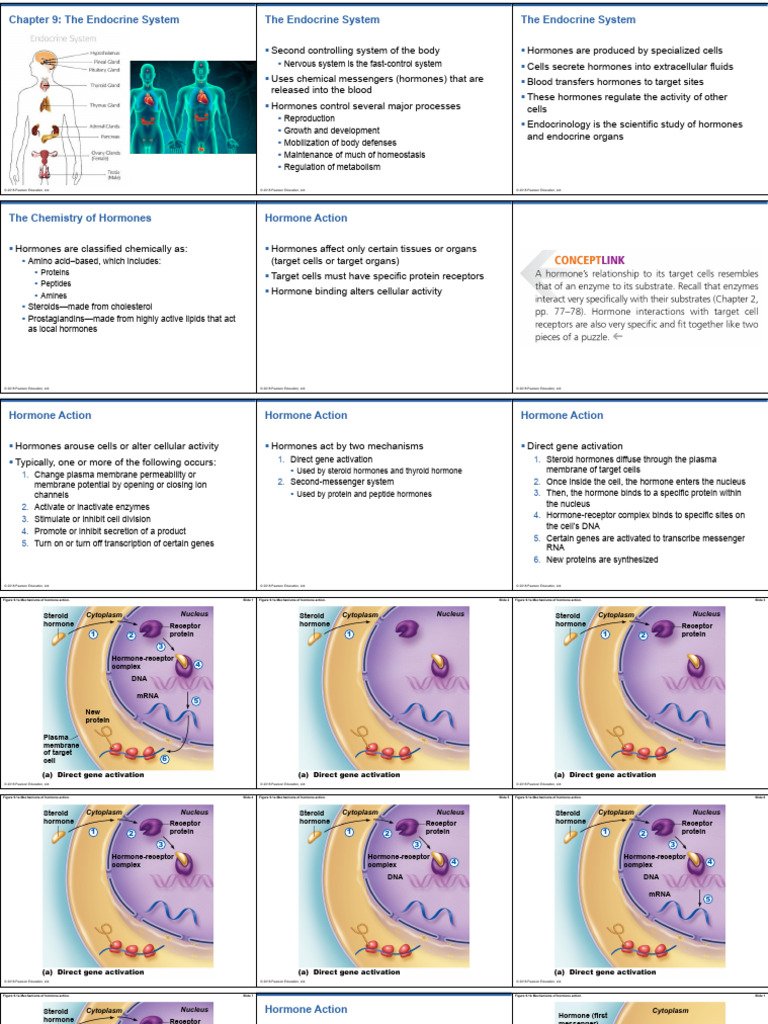 Endocrine System | PDF