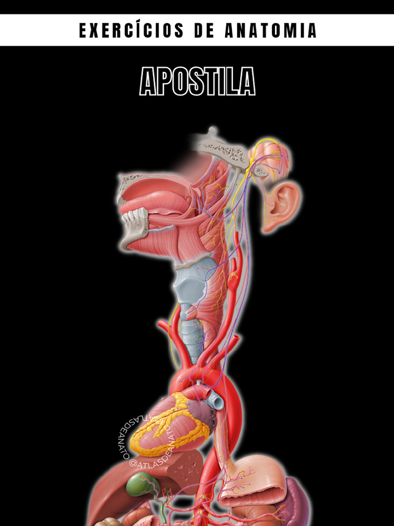 Apostila Exercícios De Anatomia 1 Pdf