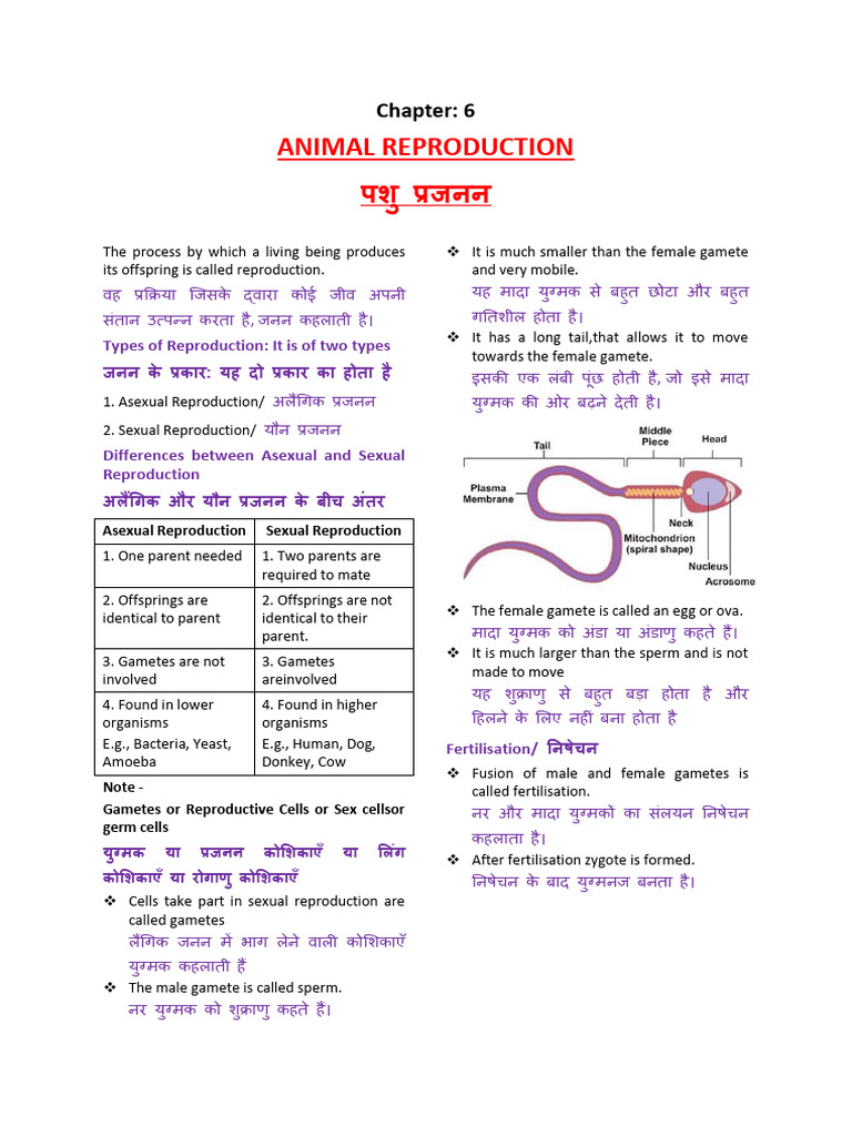 Animal Rep | PDF