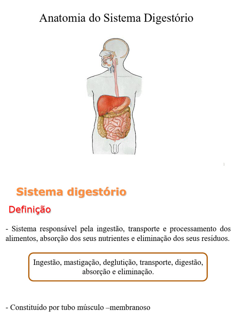 Anatomia Sistema Digestorio 2020 | PDF