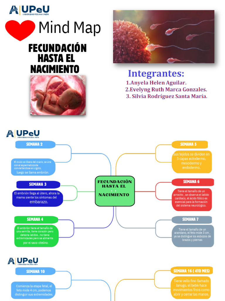 Fecundacion humana mapa mental oki pdf 20240912 220755 0000 pdf