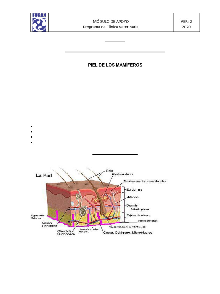 Anatomia De Animales Domesticos Pdf