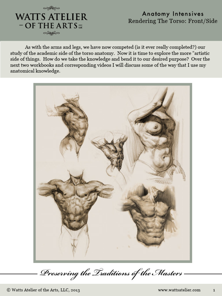 Rendering the Torso: Front/Side Guide | PDF