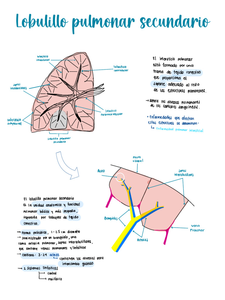 Dibujo Lobulillo Pulmonar Secundario E Intersticios | PDF