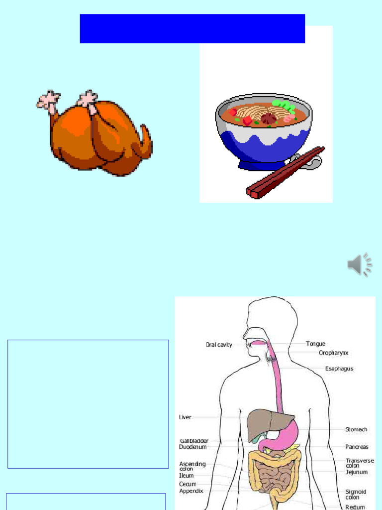Chapter 14 Digestive Duct | PDF