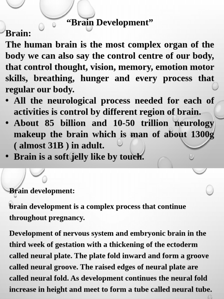 Mylencephalon in Brain Development | PDF | Brainstem | Brain