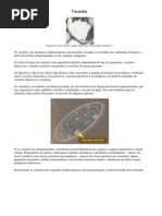 Vacúolos, endossomos e vesículas