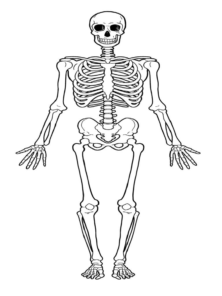 Skeleton | PDF