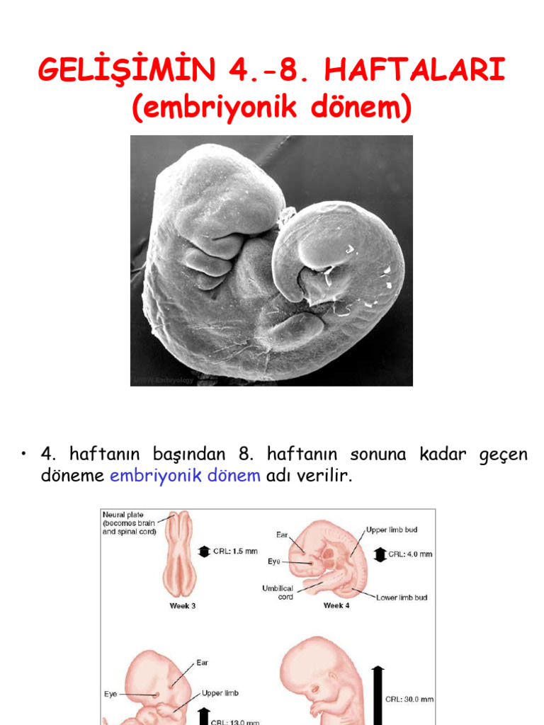 Genel Embriyoloji-5 | PDF