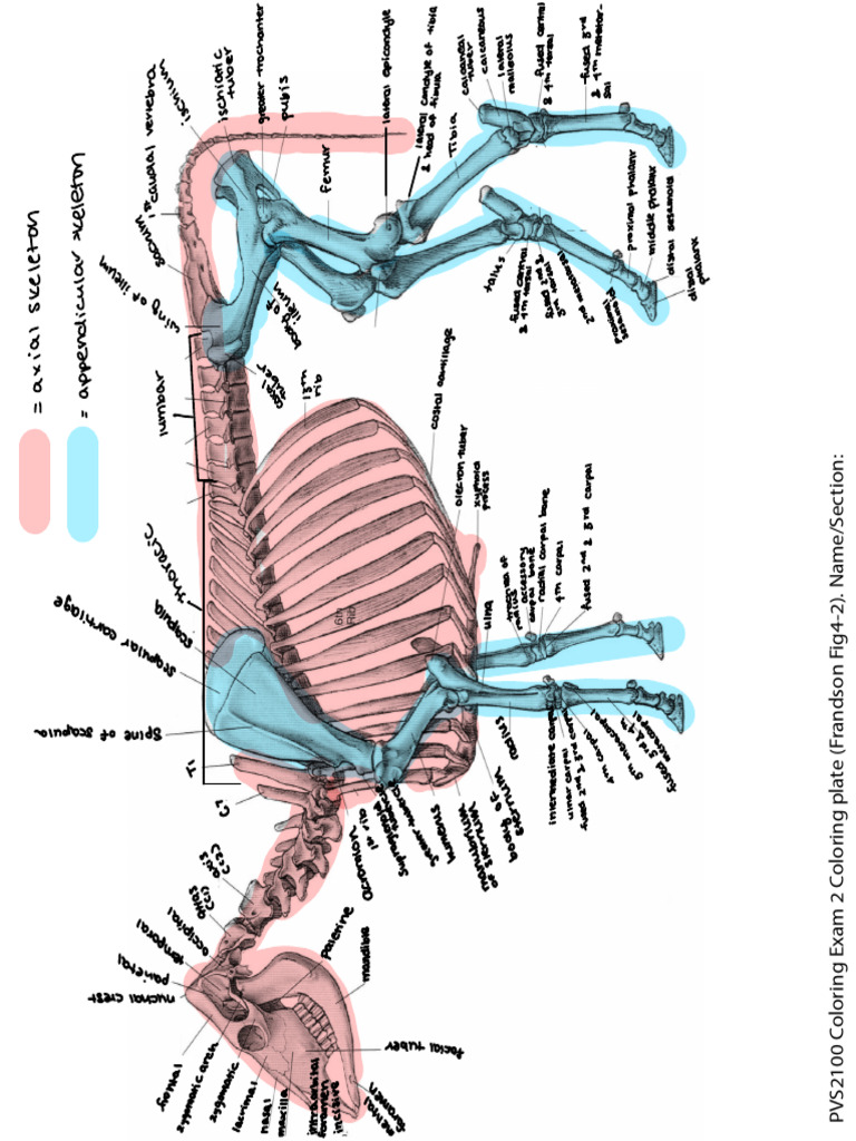 Cow Skeleton | PDF