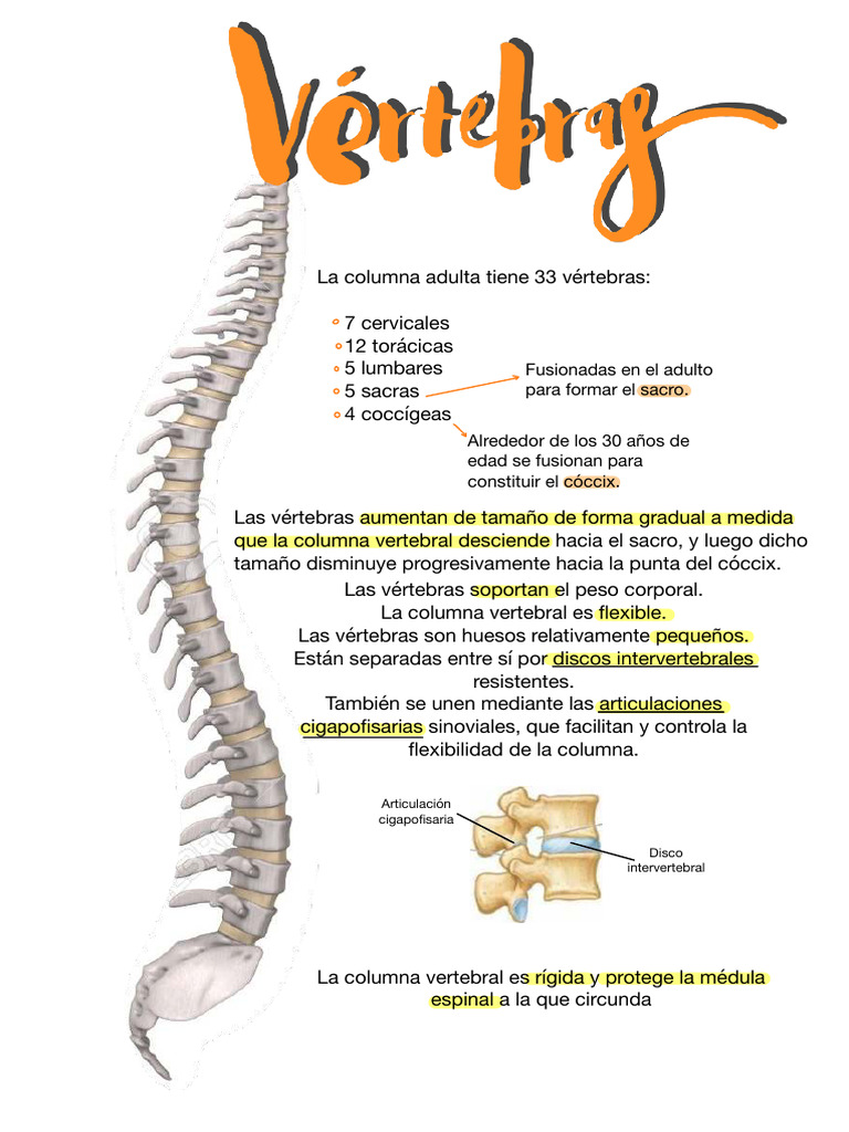 Estructura y función de la columna vertebral | PDF | Vértebra | La ...