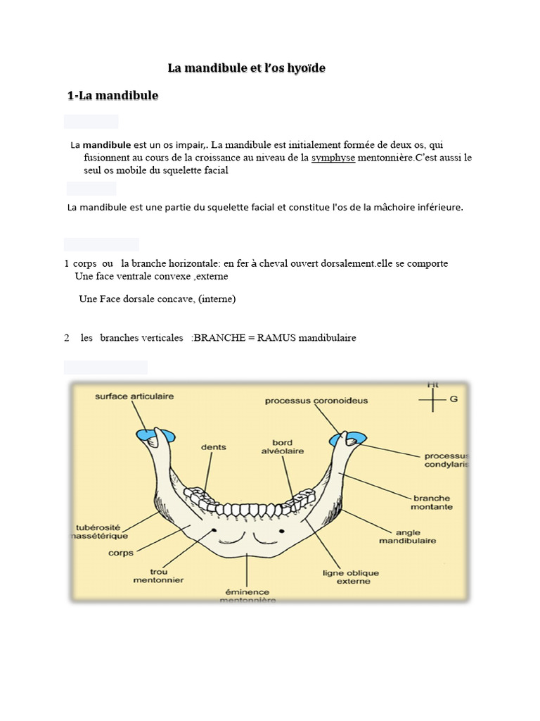 7-La Mandibule + Hyoïde | PDF