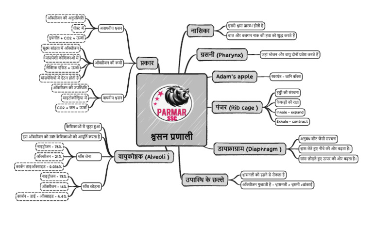 Respiratory system visual data 8