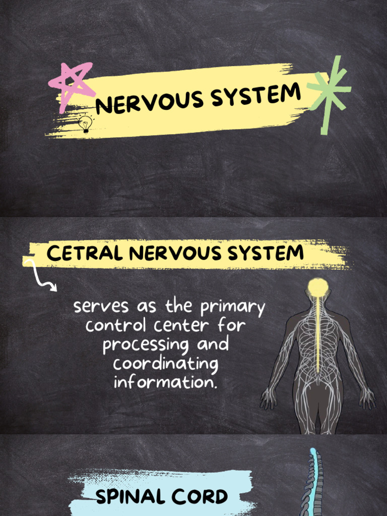 TYPES OF NERVOUS SYSTEM PDF visual data 7