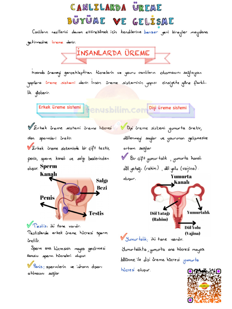 Canlilarda Ureme Buyume Ve Gelisme FENUSBILIM DERS NOTU | PDF