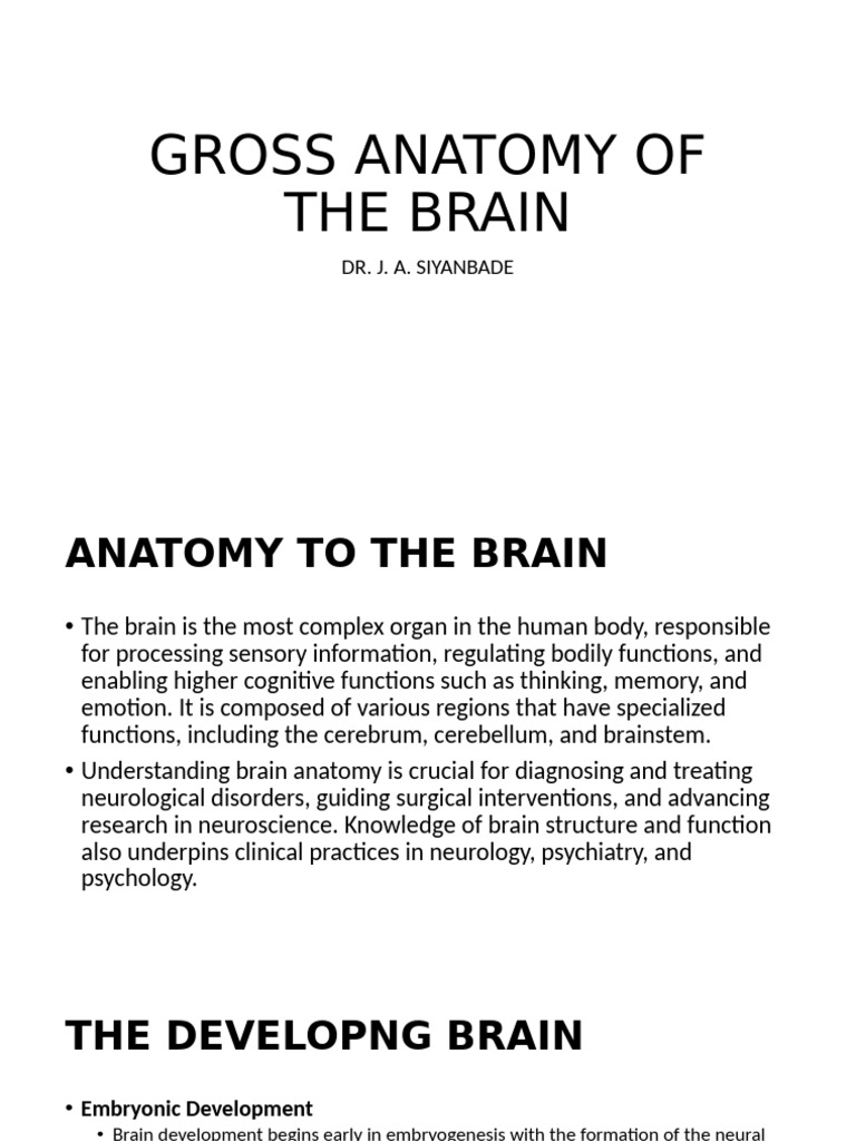 Anatomy of The Brain | PDF