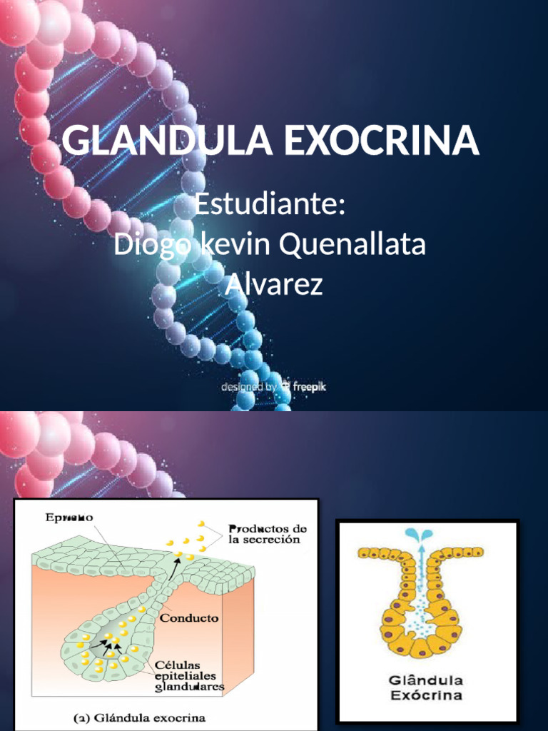 Glandulas Exocrinas | PDF