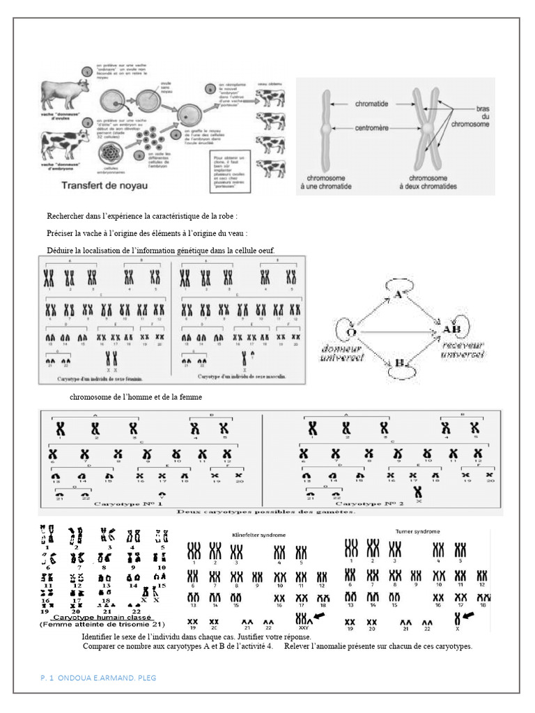 Schémas SVT 3e : Cellules et Groupes Sanguins | PDF | Groupe sanguin ...
