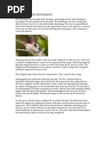 Download Bird Watching and Hummingbird by T Sampath Kumaran SN7742103 doc pdf